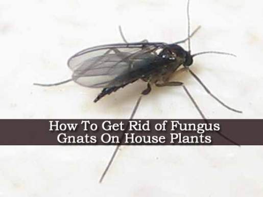 Pest Control Review Blog How to get rid of gnats